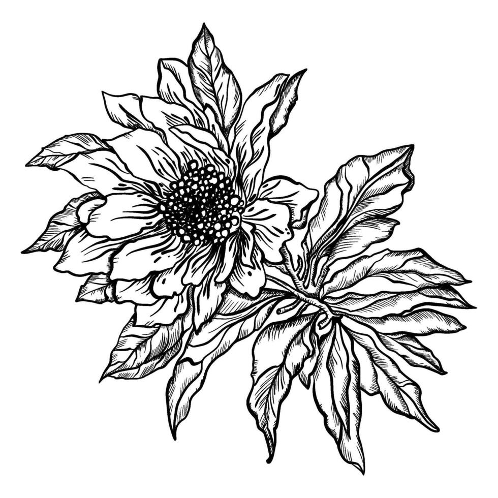 blommor och löv. ritad för hand grafik. svart och vit design för förpackning, vykort. vektor