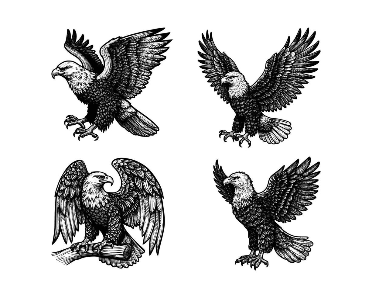uppsättning av eagles illustration. hand dragen Örn svart och vit vektor illustration. isolerat vit bakgrund