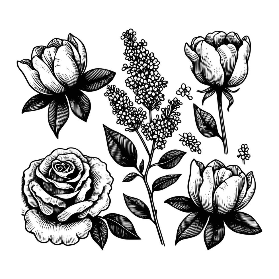 einstellen von Blumen- Hand gezeichnet Stil. Blume Rose, Pfingstrose, Blätter zum Dekoration. schwarz und Weiß Vektor Blumen Illustration