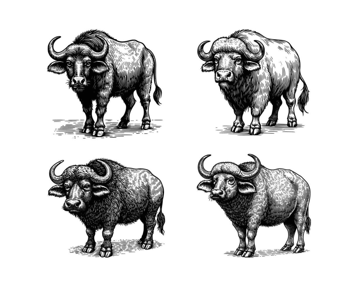 uppsättning av buffel illustration. hand dragen buffel svart och vit vektor illustration. isolerat vit bakgrund