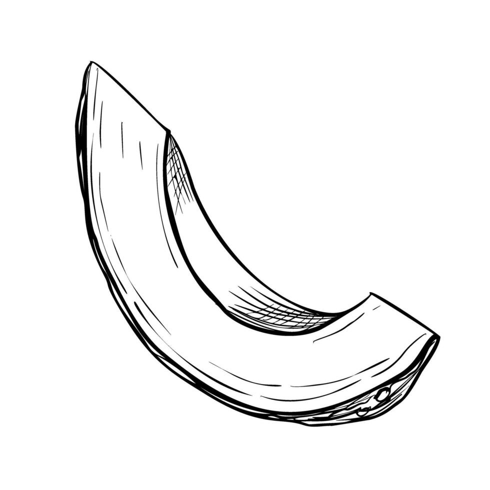 avokado skiva vektor illustration. hand dragen skiss på isolerat bakgrund. teckning av en bit av frukt målad förbi svart bläck. botanisk etsning av grönsak. gravyr av en växt