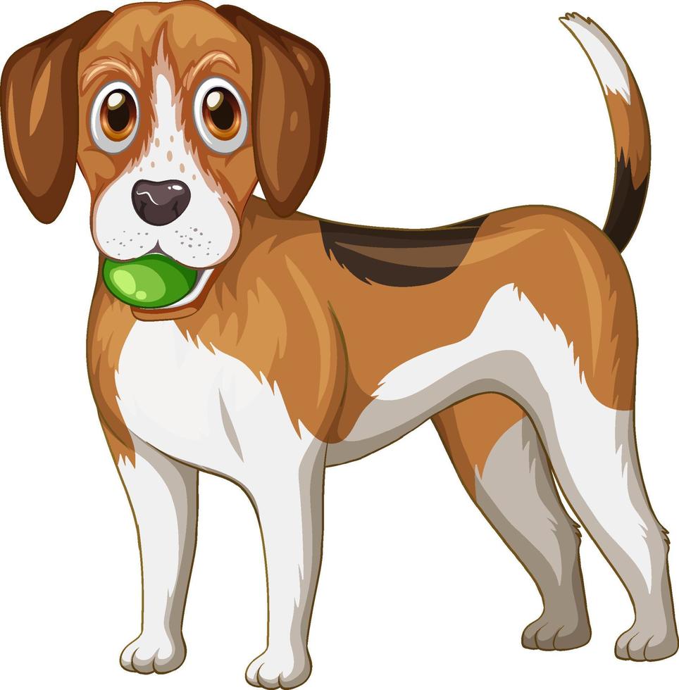 beagle hund tecknad på vit bakgrund vektor