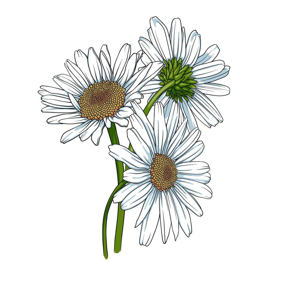 bukett av daisy på en vit bakgrund. vektor illustration kamomill