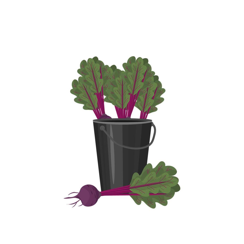 betor i en tenn hink. beta skörda. höst grönsaker. beta löv. vektor illustration på en vit bakgrund.