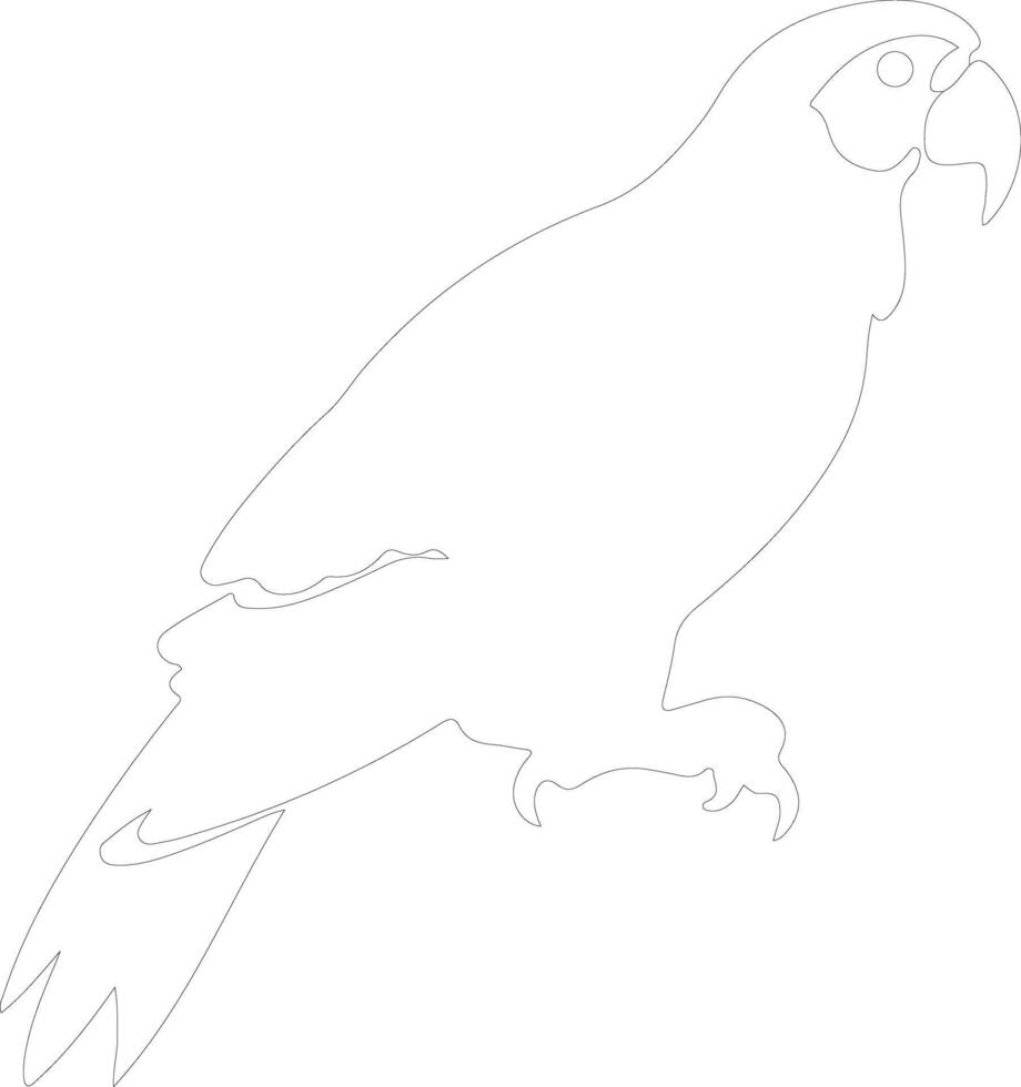 afrikansk grå papegoja översikt silhuett vektor
