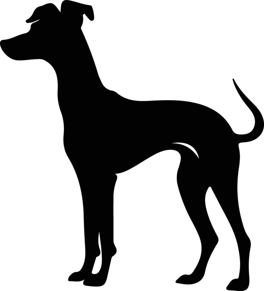 Italienisch Windhund Silhouette Porträt vektor