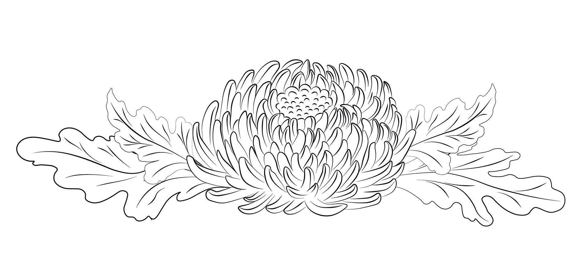 schwarz und Weiß Linie Illustration von Chrysantheme Blumen auf ein Weiß Hintergrund. Blume Chrysantheme Vektor Lager Illustration. isoliert auf Weiß