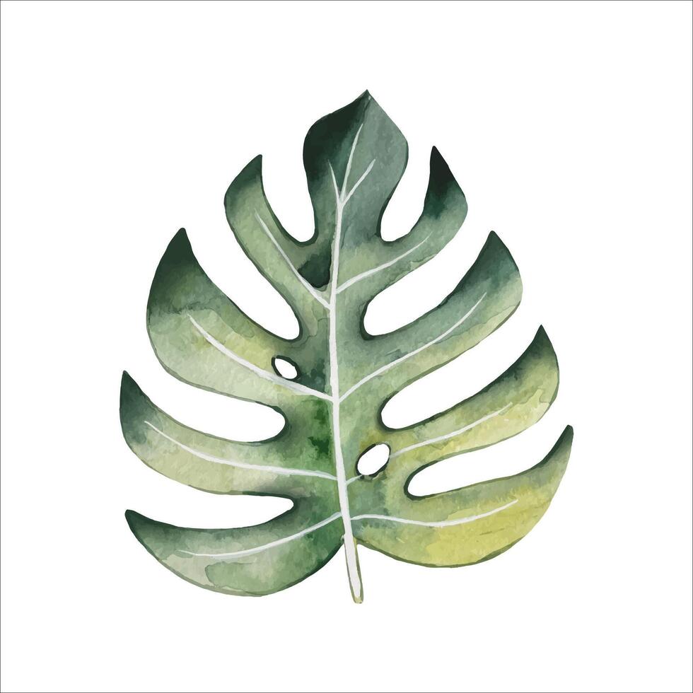 Hand gezeichnet Monstera Blatt, Aquarell vektor