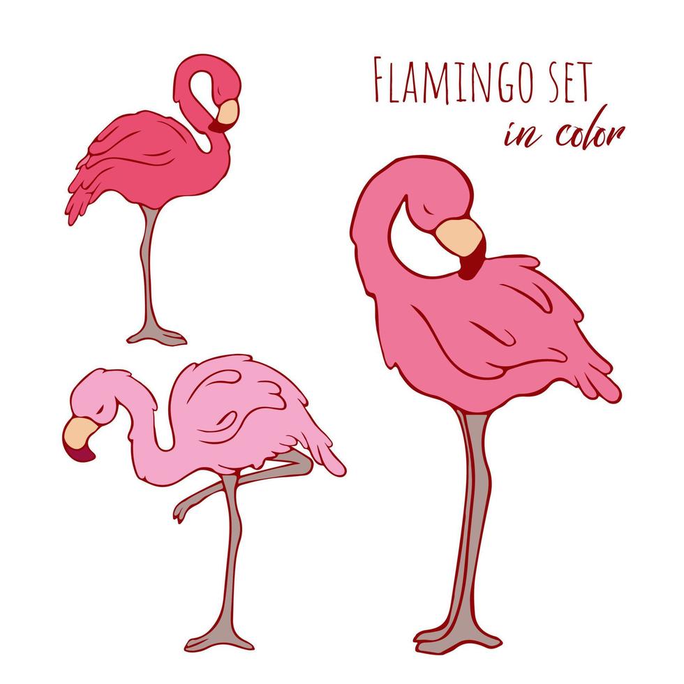 vektor uppsättning flamingos. vektor .flamingos. klotter. konturfågel. kontur. rosa flamingo. färgade fåglar. rosa färg