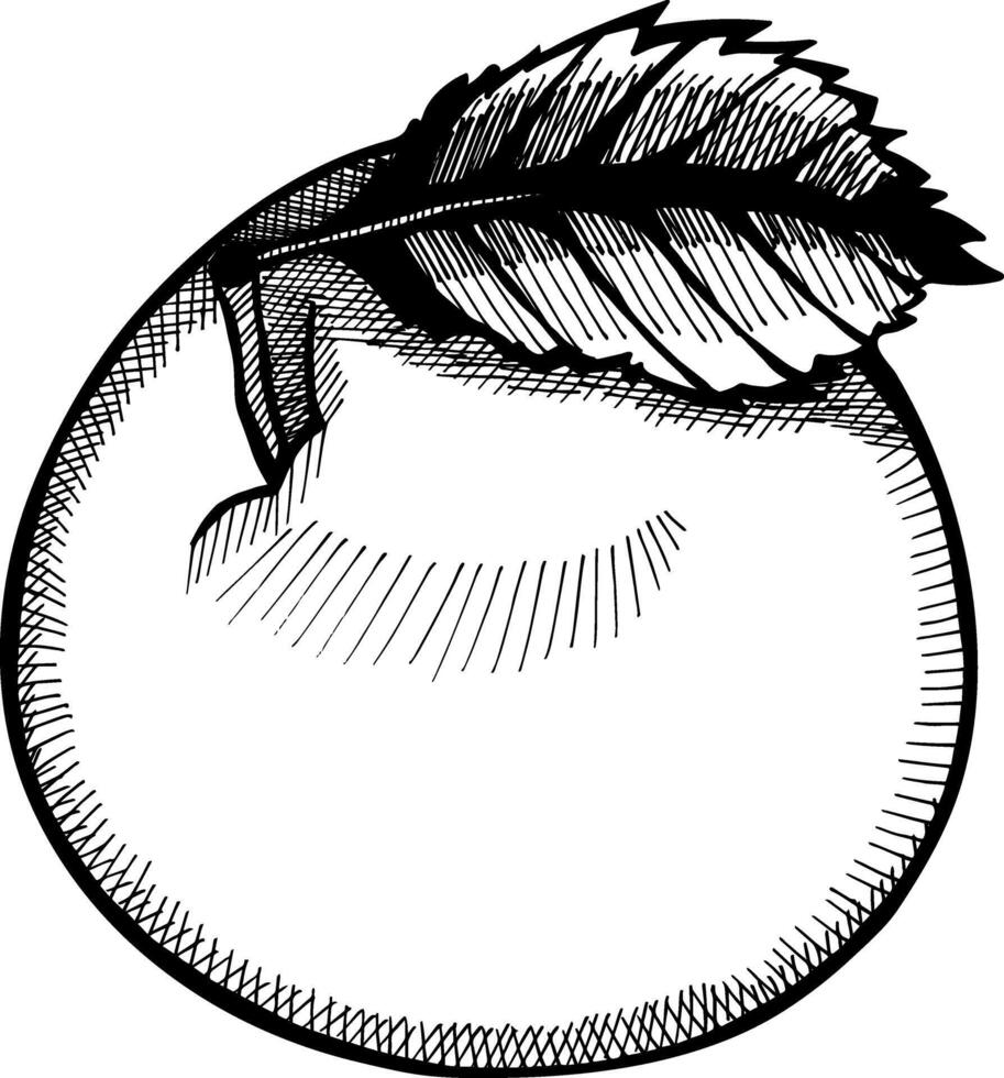 Apfel Obst Hand gezeichnet Gravur Stil Vektor Illustrationen. Gala Apfel Obst Zeichnung Jahrgang Clip Kunst isoliert auf Weiß Hintergrund.