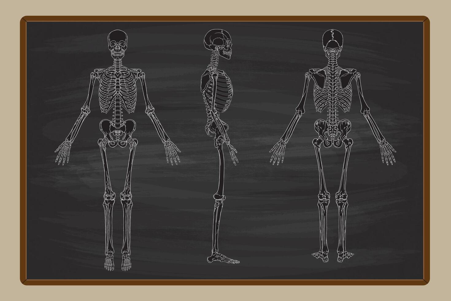mänsklig skelett svarta tavlan vektor