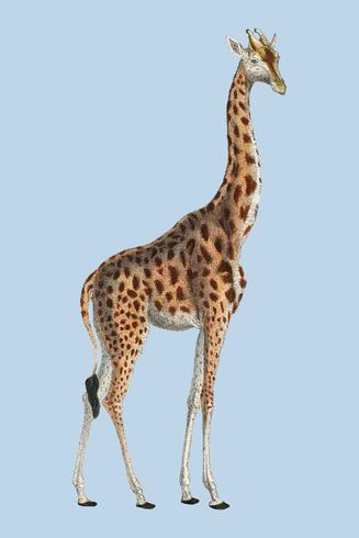 Camelopardis Giraffe - Giraffen (1837) av Georges Cuvier (1769-1832), en illustration av en vacker giraff och skisser av skalle. Digitalt förbättrad av rawpixel. vektor