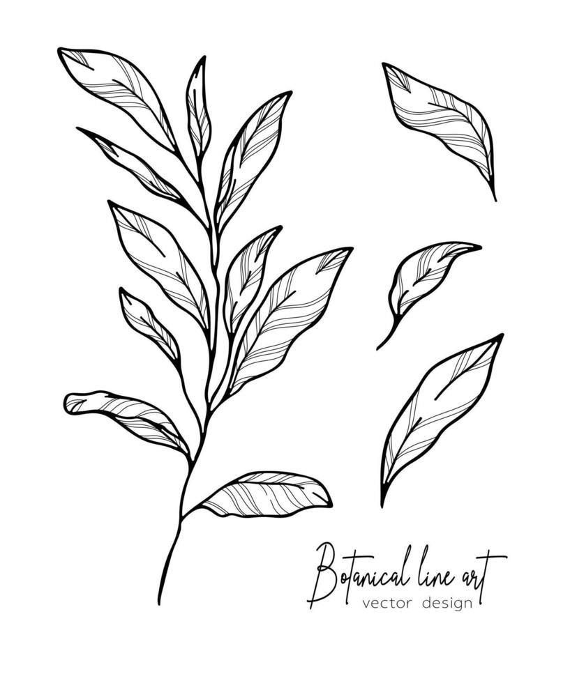 botanisch elegant Linie Illustration von ein Blätter Ast zum Hochzeit Einladung und Karten, Logo Design, Netz, Sozial Medien und Poster, Vorlage, Werbung, Schönheit und kosmetisch Industrie. vektor