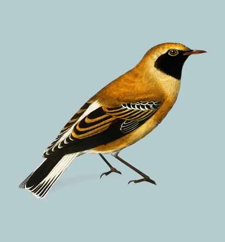 Russet Wheatear (Craquet Stapazin) illustrerad av Charles Dessalines D &#39;Orbigny (1806-1876). Digitalförstärkt från vår egen 1892-upplaga av Dictionnaire Universel D&#39;histoire Naturelle. vektor