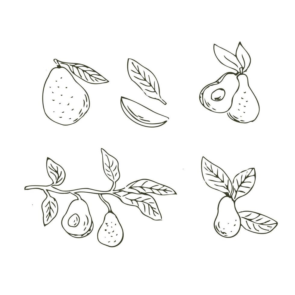 uppsättning av avokado frukt översikt hand dragen illustration i skiss stil. vektor illustration isolerat. kan Begagnade för omslag, förpackning, affisch, omslag design, textil- och bakgrund för kosmetisk och mat vegan Produkter