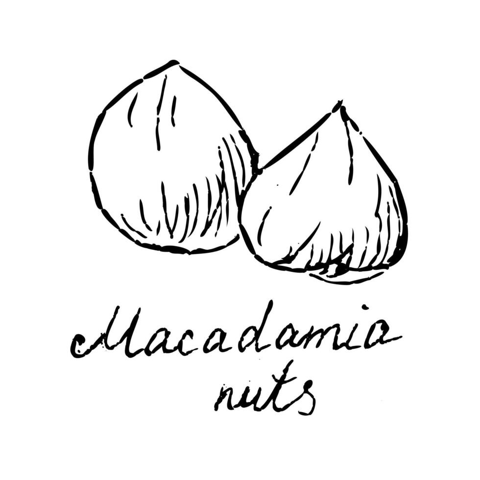 Hand gezeichnet skizzieren von geschält Nüsse Macadamia mit Beschriftung vektor