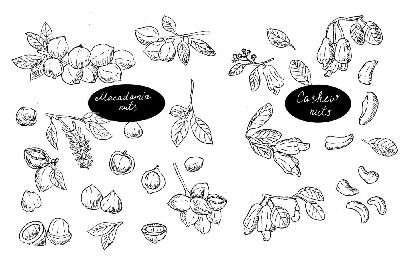 uppsättning av macadamia och kasju nötter brunch översikt skiss bakgrund vektor