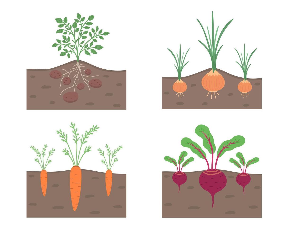 rot grönsaker i jord, uppsättning. illustration för utskrift, bakgrunder, omslag och förpackning. bild kan vara Begagnade för hälsning kort, affischer, klistermärken och textil. isolerat på vit bakgrund. vektor