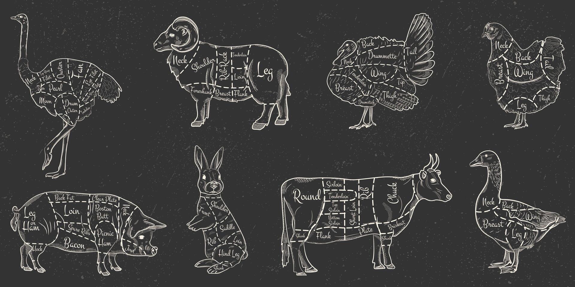 en uppsättning av djur- nedskärningar för de slaktare affär. nötkött, ko, gås, fläsk, Bagge, struts, kanin, kanin, Kalkon, kyckling. vektor illustration i vit rader på mörk bakgrund med grunge textur.