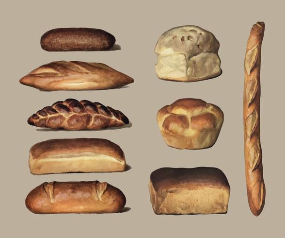 Grocery Encyclopedia (1911), en tappning samling av olika typer av bakade bröd bröd. Digitalt förbättrad av rawpixel. vektor
