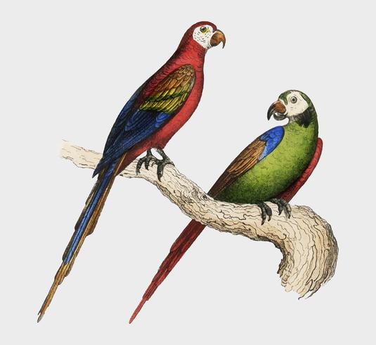 Scarlet och Green Macaw från Oeuvres complètes de Buffon (1860). Digitalt förbättrad av rawpixel. vektor