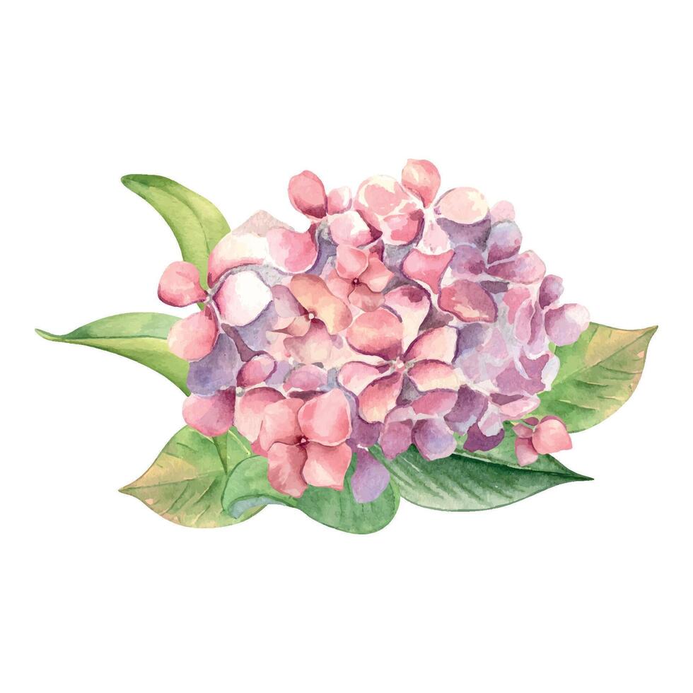 vattenfärg illustration av rosa hortensia och löv isolerat på vit. målad blommor i mild färger. bröllop element med ljus blommor. design påsk kort, mödrar dag, blommig paket vektor