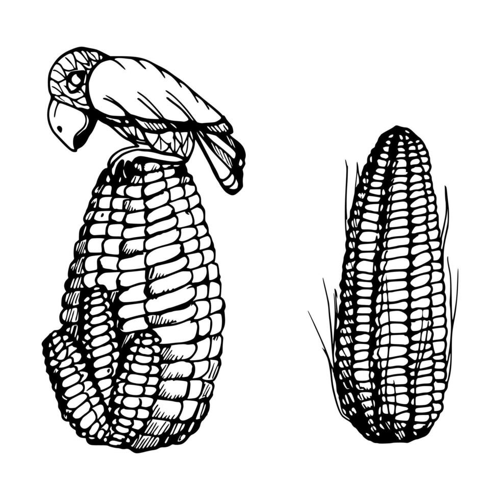 hand dragen bläck vektor illustration, bruka beskära vegetabiliska majs majs jordbruks mat vegetarian. enda objekt isolerat vit bakgrund. design resa, semester, broschyr, skriva ut, Kafé restaurang meny