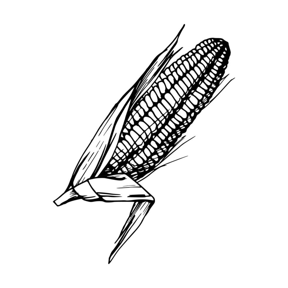 hand dragen bläck vektor illustration, bruka beskära vegetabiliska majs majs jordbruks mat vegetarian. enda objekt isolerat vit bakgrund. design resa, semester, broschyr, skriva ut, Kafé restaurang meny