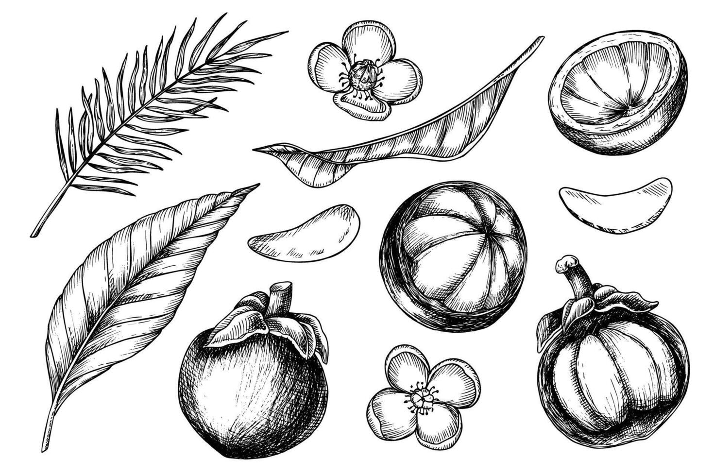 Mangostan Vektor Illustration. Hand gezeichnet Gravur von asiatisch tropisch Obst und Palme Blätter. einstellen von linear Zeichnungen mit tropisch Pflanze zum Produkt Etikett. exotisch thailändisch Essen im schwarz und Weiß Farben