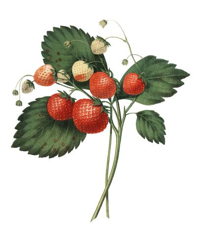 Boston Pine Strawberry (1852) av Charles Hovey, en vintage illustration av färska jordgubbar. Digitalt förbättrad av rawpixel. vektor