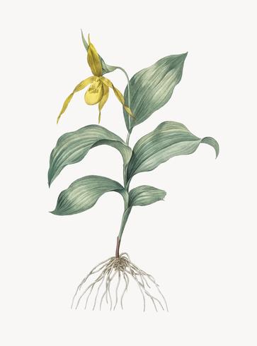 Tappningillustration av Gula Dame Slipper Orchid vektor