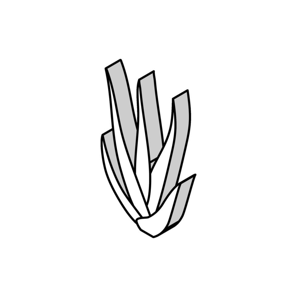 Grün Aloe vera isometrisch Symbol Vektor Illustration
