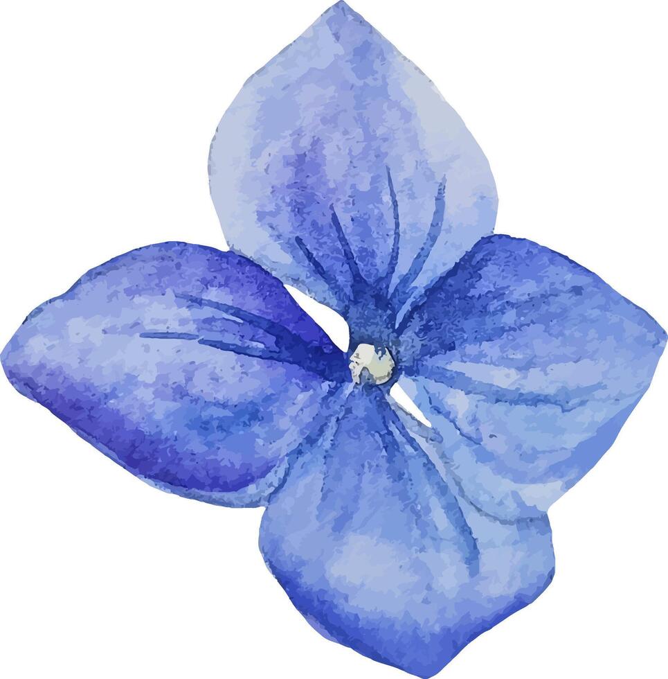 vattenfärg blå hortensia blomma isolerat ClipArt hand dragen botanisk illustration vektor