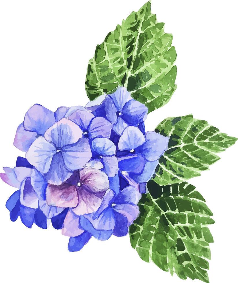 vattenfärg blå hortensia med grön löv isolerat på vit bakgrund hand dragen botanisk illustration vektor