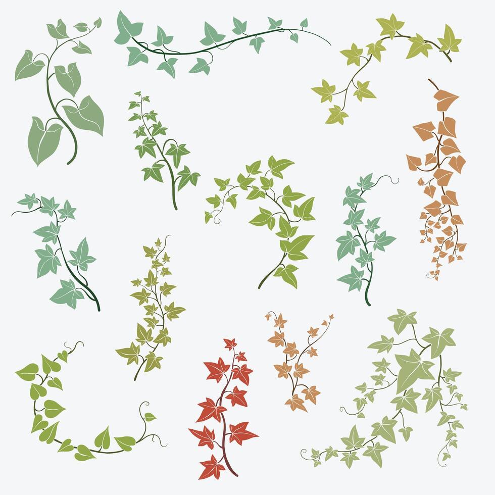 blommig murgröna teckning dekorativ prydnad platt design samling. vektor