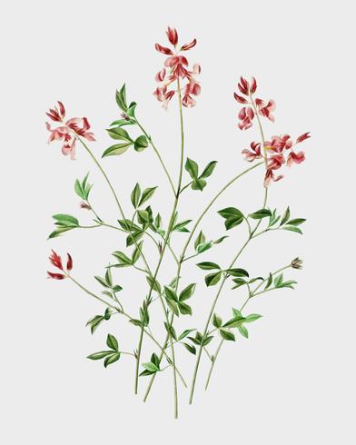 Indigofera procumbens illustrerad av Charles Dessalines D &#39;Orbigny (1806-1876). Digitalförstärkt från vår egen 1892-upplaga av Dictionnaire Universel D&#39;histoire Naturelle. vektor