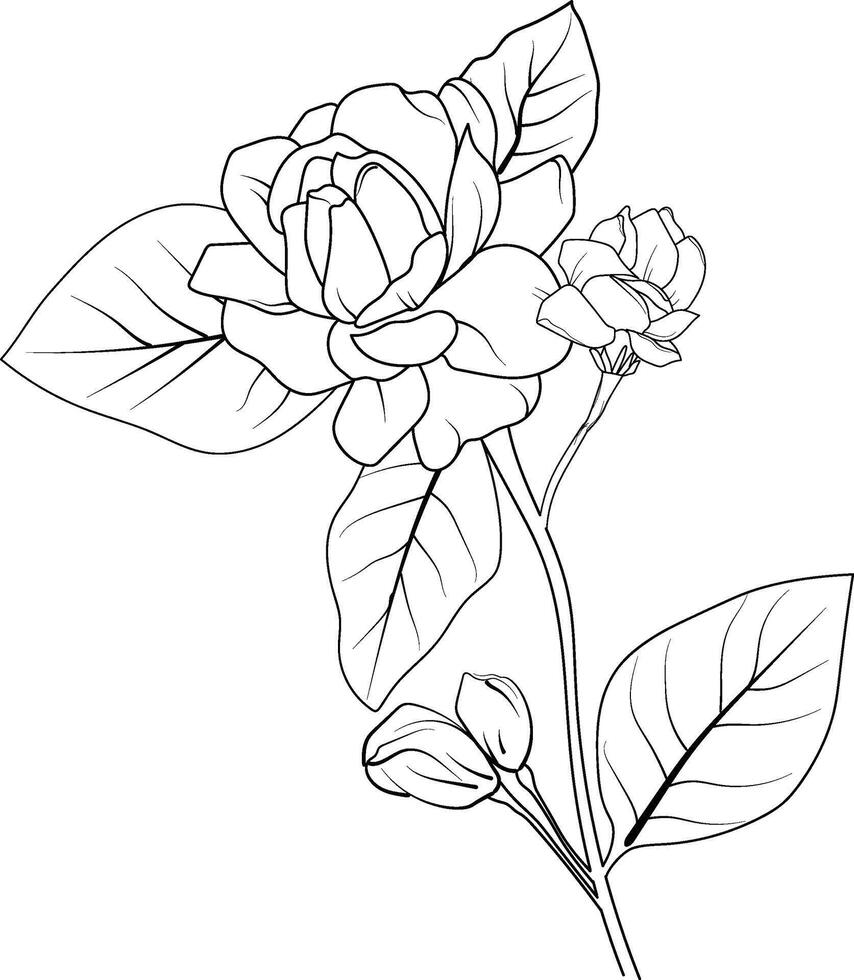 enkel blomma färg sidor, färg sidor för vuxna, hand teckning blomma skiss konst av jasmin blomma, blomma gerdenia blomma linje konst vektor illustration