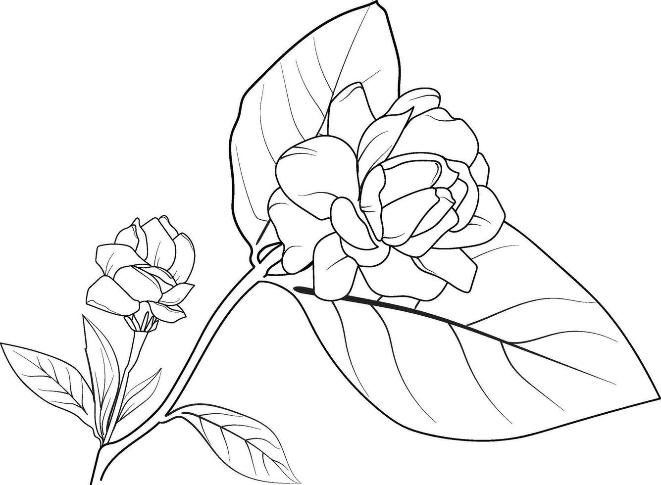 jasmin blomma linje konst, blomma färg sidor för vuxen, Söt blomma färg sidor, hand dragen jasmin blomma, botanisk gerdania svart och vit illustration, vektor