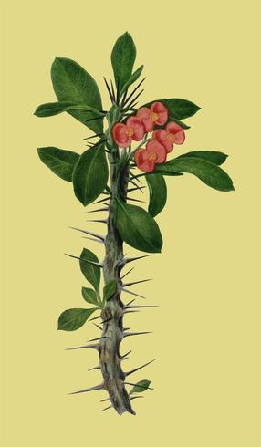 Euphorbia Splendens von Charles Dessalines D &#39;Orbigny (1806-1876). Digital verbessert aus unserer 1892er Ausgabe von Dictionnaire Universel D&#39;histoire Naturelle. vektor