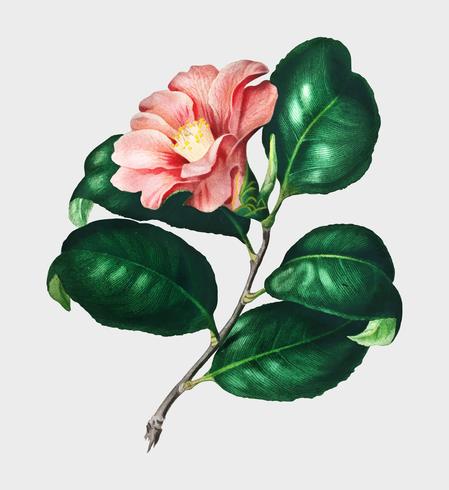 Camellia japonica (Camélia du Japon) illustriert von Charles Dessalines D &#39;Orbigny (1806-1876) Digital verbessert aus unserer 1892er Ausgabe von Dictionnaire Universel D&#39;histoire Naturelle. vektor
