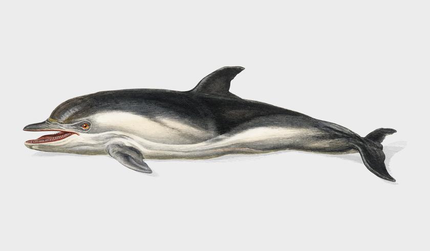 Delphinus delphis illustrerad av Charles Dessalines D &#39;Orbigny (1806-1876). Digitalförstärkt från vår egen 1892-upplaga av Dictionnaire Universel D&#39;histoire Naturelle. vektor