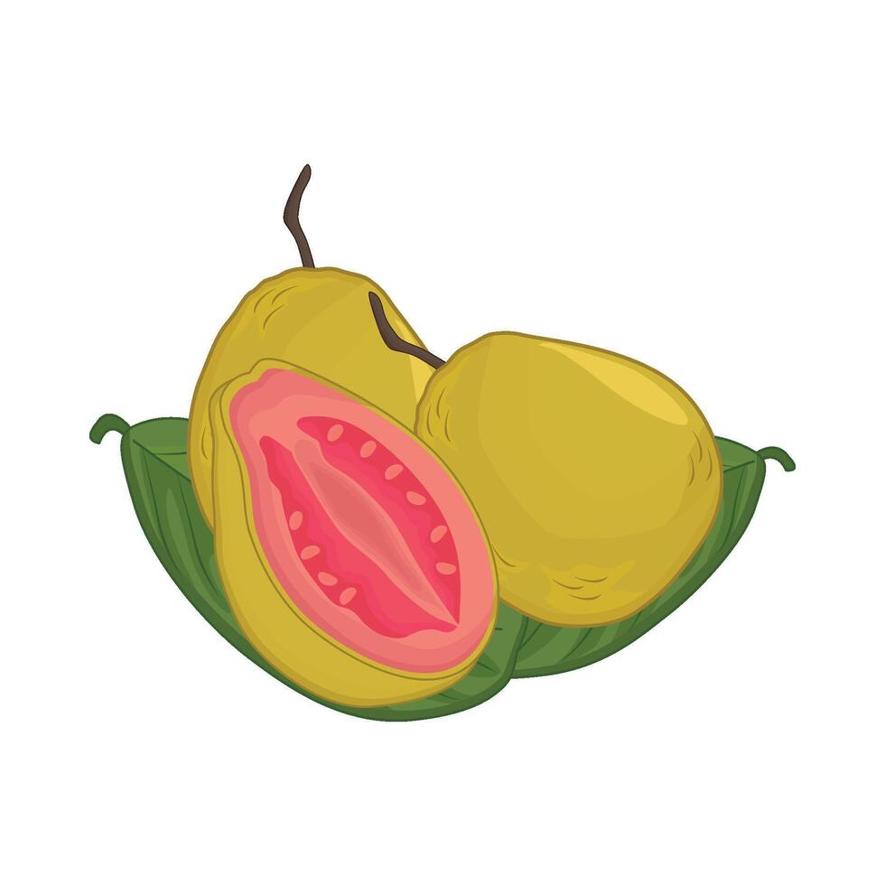 illustration av guava vektor