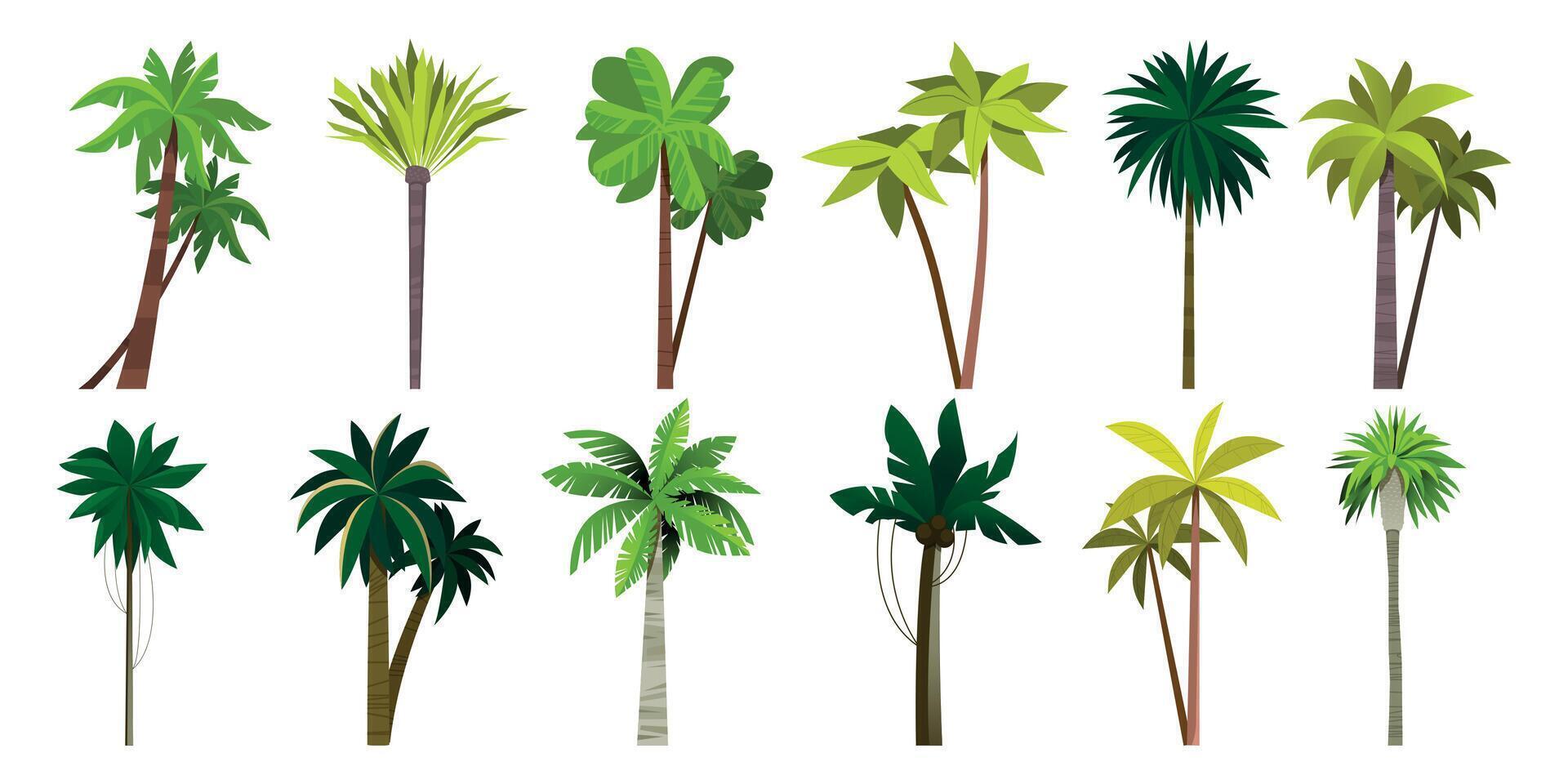 Palme Baum Sammlung. Karikatur tropisch Kokosnuss und Banane Anlage, Insel exotisch Bäume, Meer Küste Blumen- Busch. Vektor isoliert einstellen