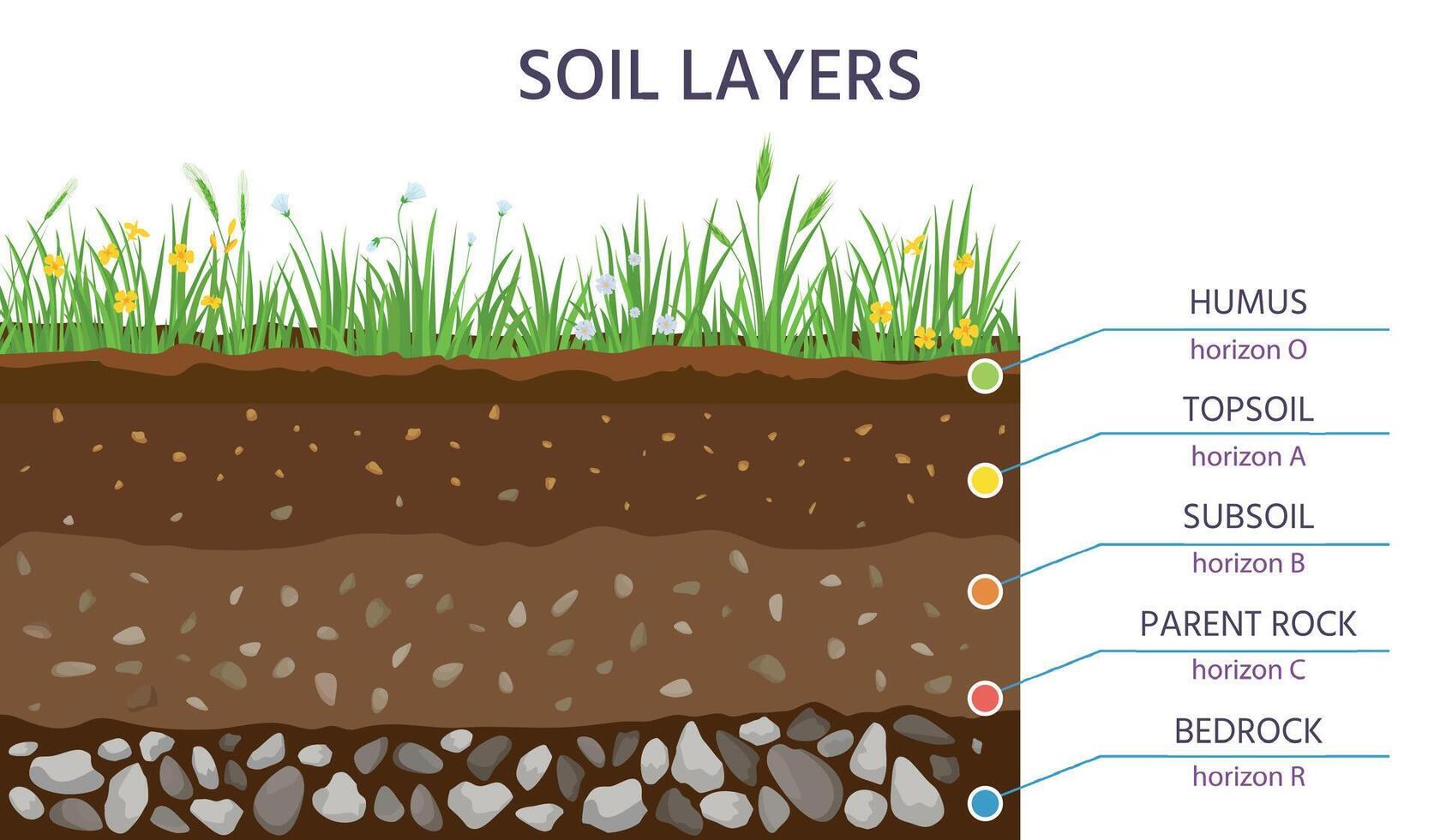 Boden Struktur Lagen, Boden Kreuz Sektion Bildung Diagramm. Gras, Humus, Oberboden, Untergrund, Elternteil Felsen und Grundgestein. Geologie Vektor Banner