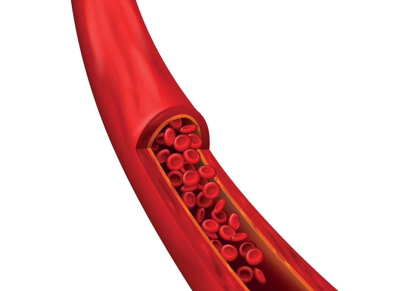 Blut Schiff realistisch Element. kardiovaskulär Struktur mit detailliert rot Zelle. mikroskopisch Erythrozyten ziehen um vektor