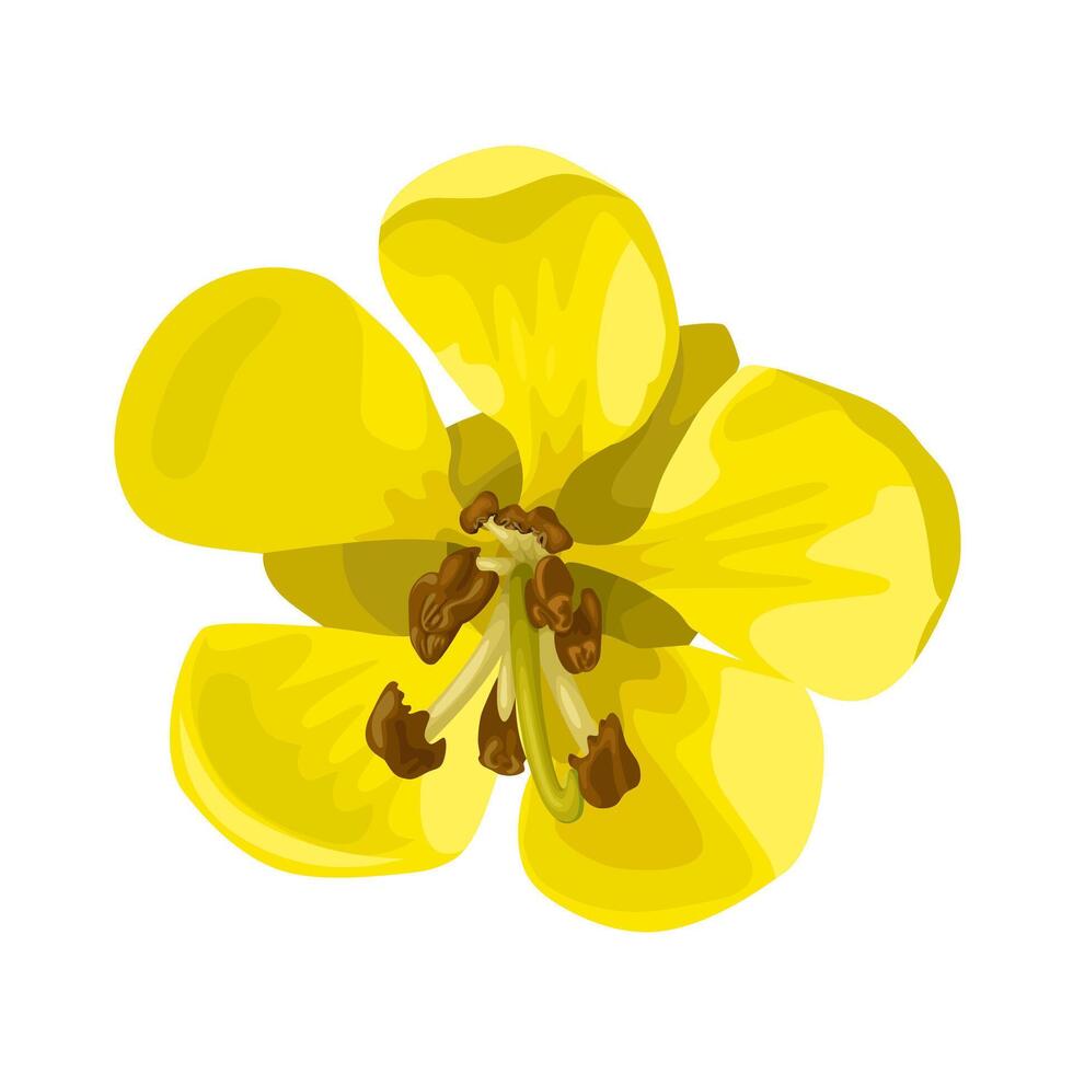 vektor illustration, senna siamea blomma, också känd som cassod träd och kassia träd, isolerat på vit bakgrund.