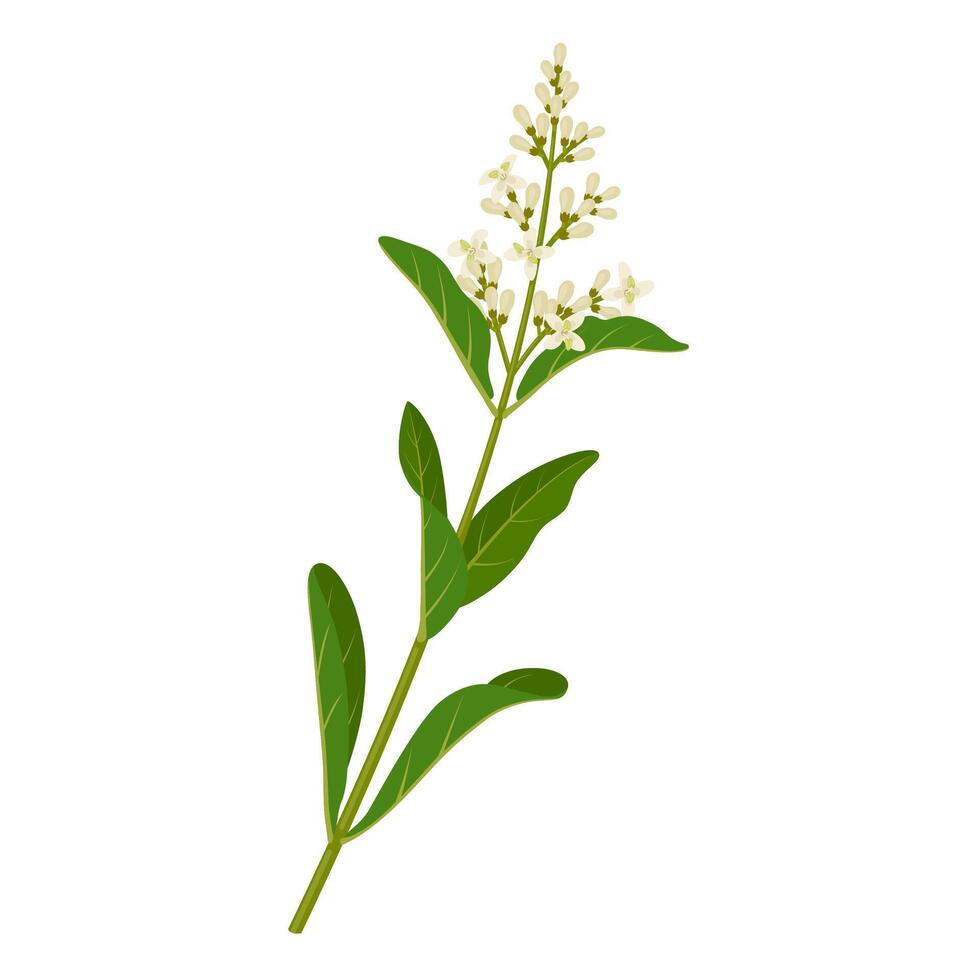 Vektor Illustration, Liguster Anlage, wissenschaftlich Name Ligustrum vulgär, isoliert auf Weiß Hintergrund.