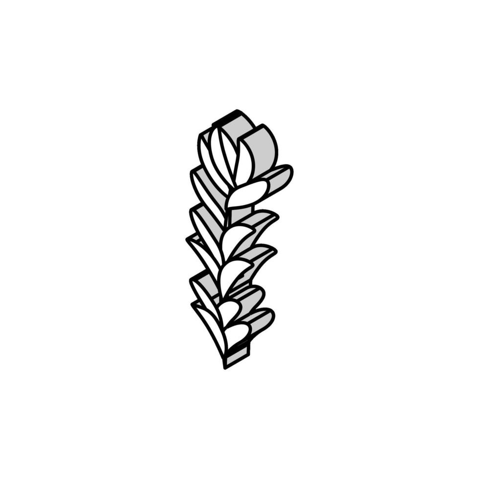 rotala rotundifolia Seetang isometrisch Symbol Vektor Illustration