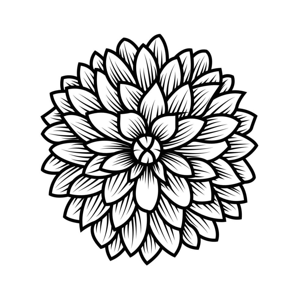 de illustration av dahlia blomma vektor