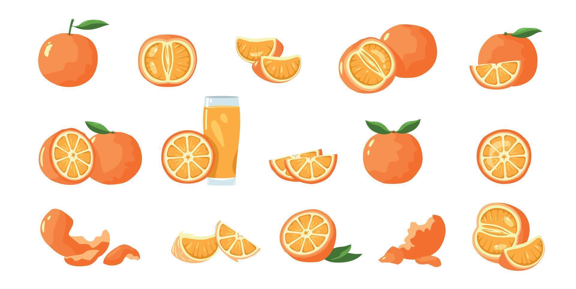 Orange Frucht. tropisch Mandarine und Clementine Scheiben, gesund ganze Mandarin und Mandarine Stücke und Haut Karikatur eben Sammlung. Vektor isoliert einstellen